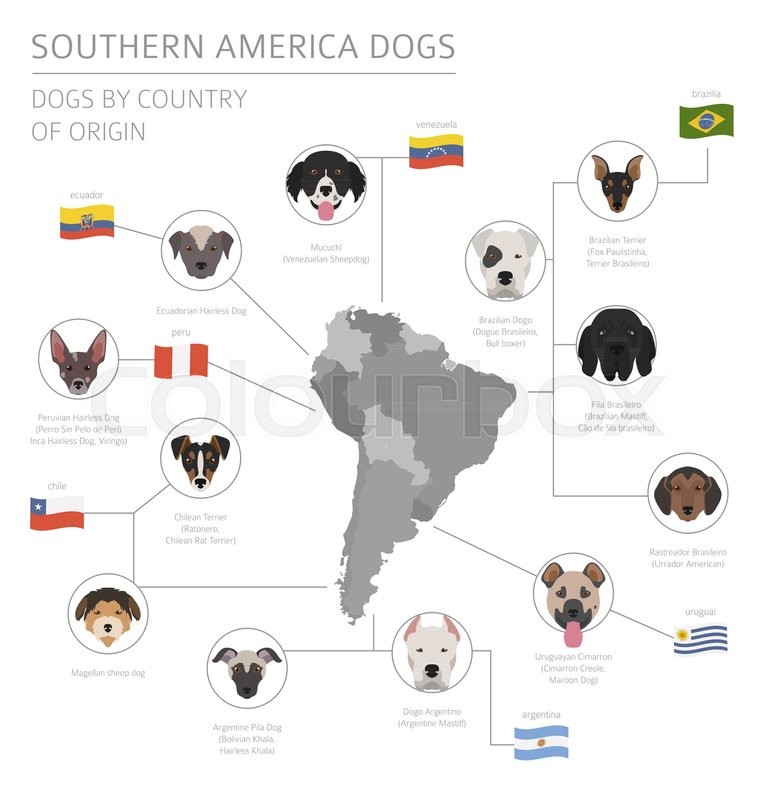 Dogs by country of origin. Latin Stock vector Colourbox