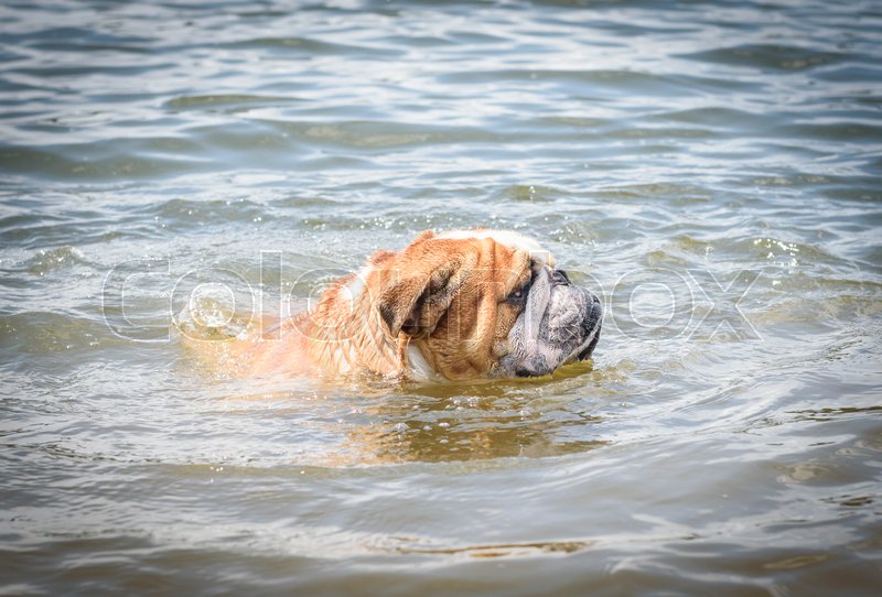 bulldog in water