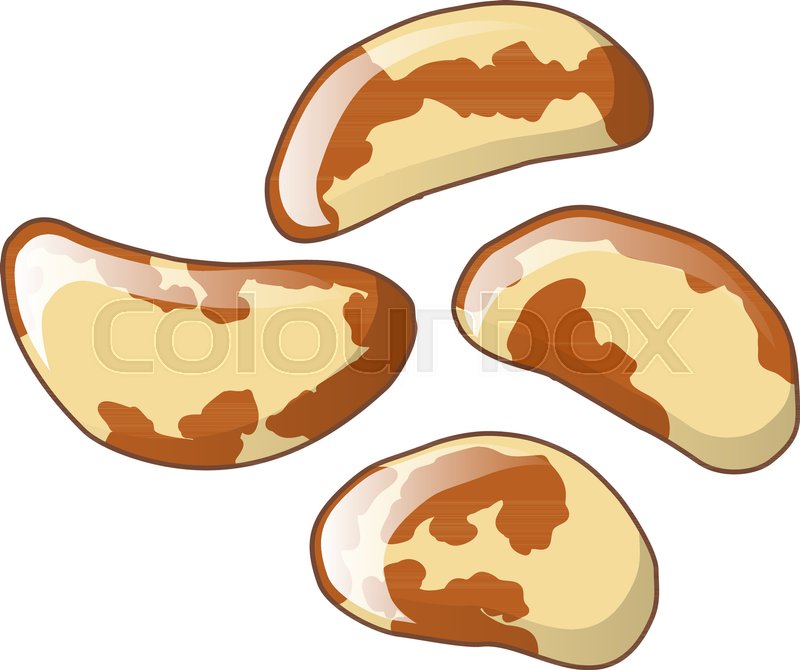 Brazil Nuts Icon Cartoon Of Brazil Stock Vector Colourbox