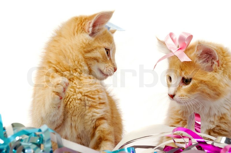 bows for kittens