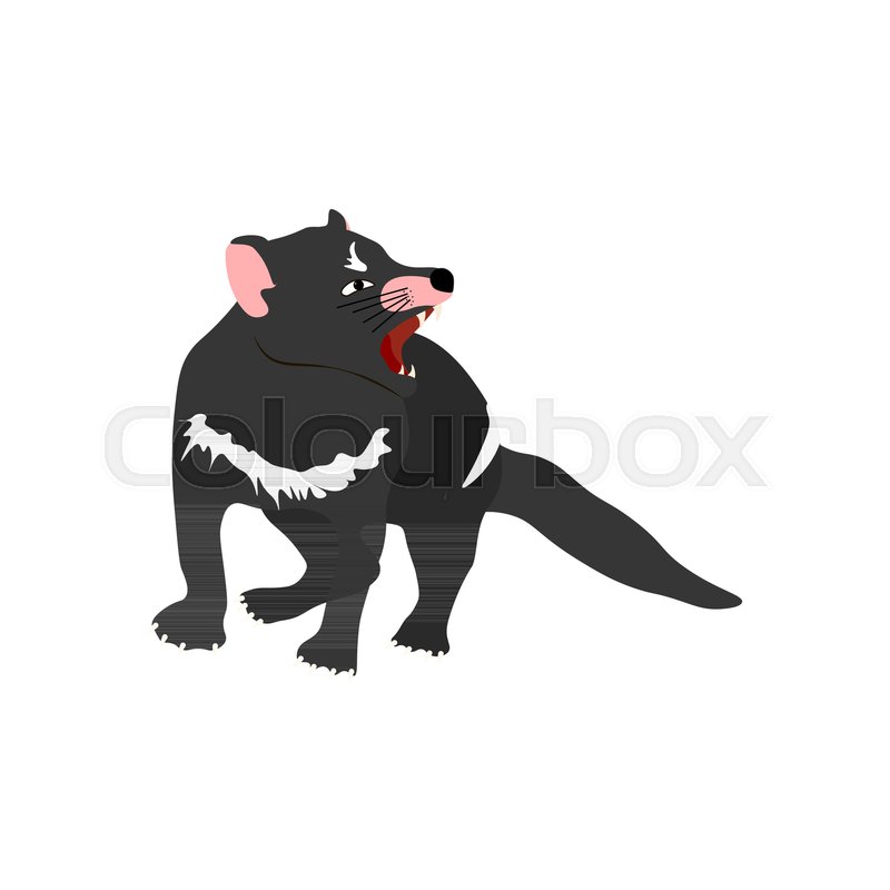 Tasmanian devil on the white ... | Stock vector | Colourbox