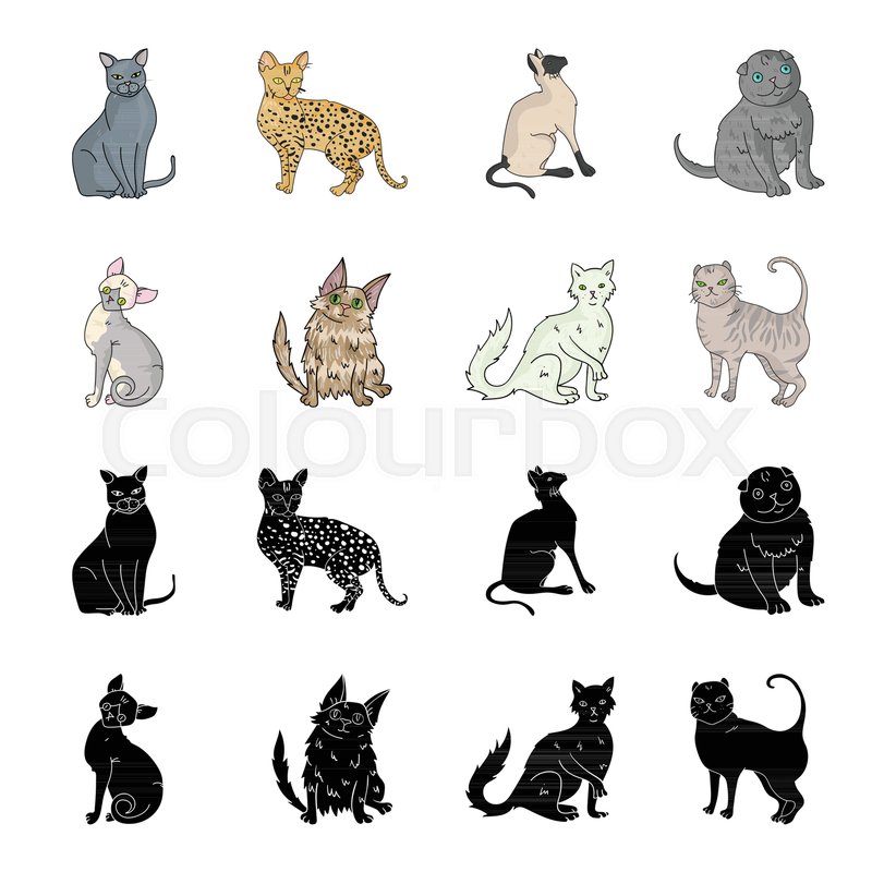 Turkish Angora British Longhair And Stock Vector Colourbox