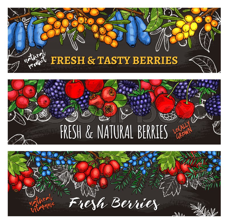 Berry Harvest Sketch Banners Vector Stock Vector Colourbox
