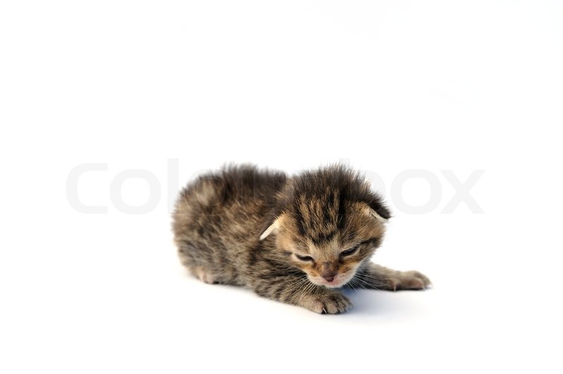 Junge Katze liegend weißer Stock Bild Colourbox