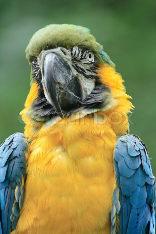 yellow and blue parrot on the green background stock photo colourbox