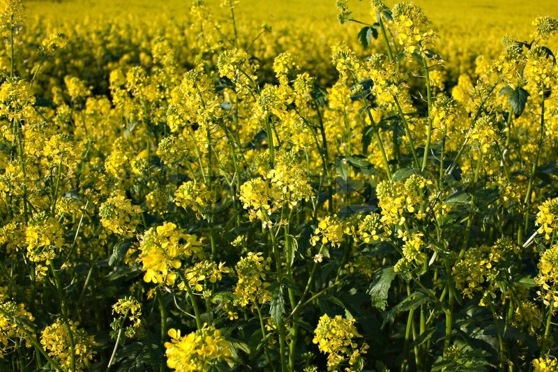 Vegetable Rapep What Is Rape Plant : Growing Rapeseed: Planting Guide, Care, Problems ...