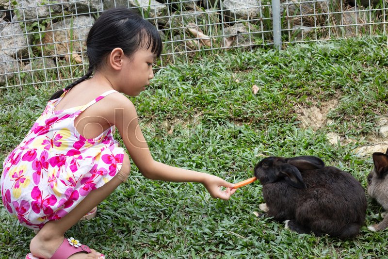 Girl Feeding Rabbit