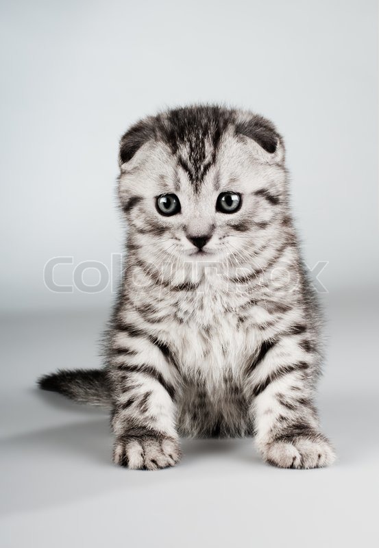 Fluffy Gray Beautiful Kitten Breed Stock Image Colourbox