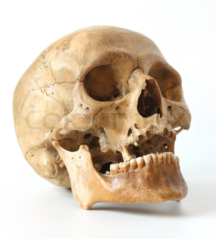 Human skull on a white background | Stock Photo | Colourbox