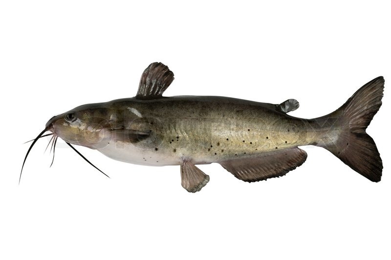 Channel catfish isolated on a white background Traditionally American