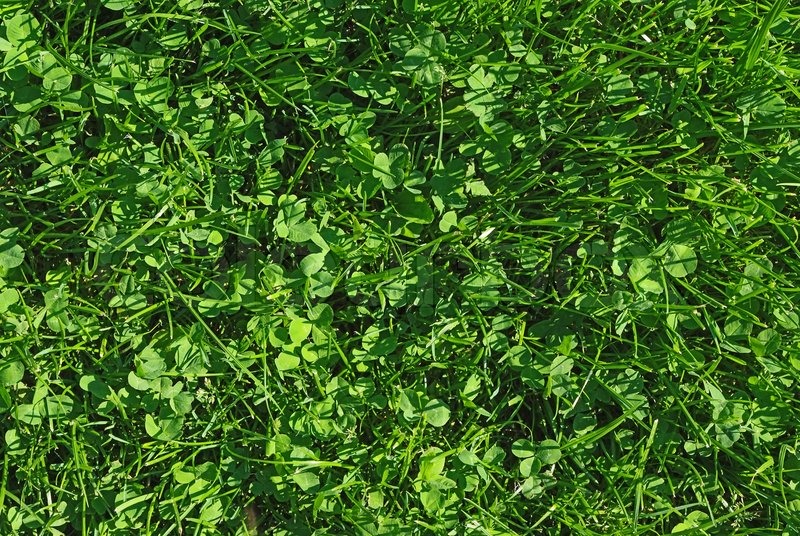 Fresh Spring Green Grass Natural Grass Stock Image Colourbox