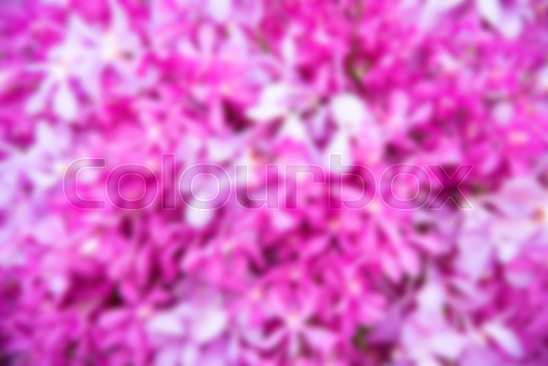 Pink orchid for background decoration | Stock image | Colourbox