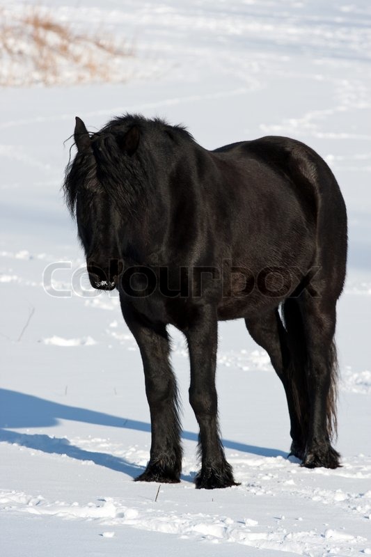 Sort hest på en kold vinter ... | Stock foto | Colourbox