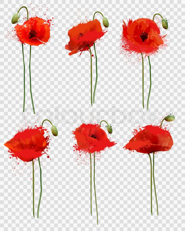 set of a red poppies flowers on transparent background vector