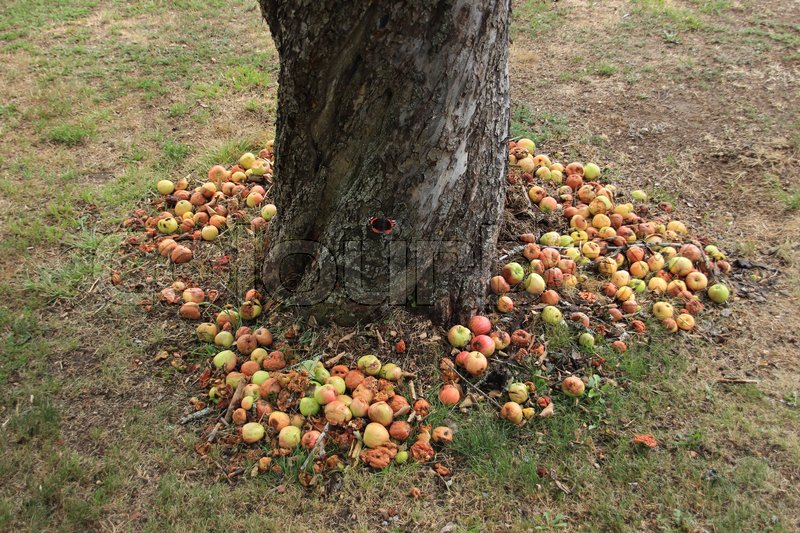 Poem rotten fruit drop tree