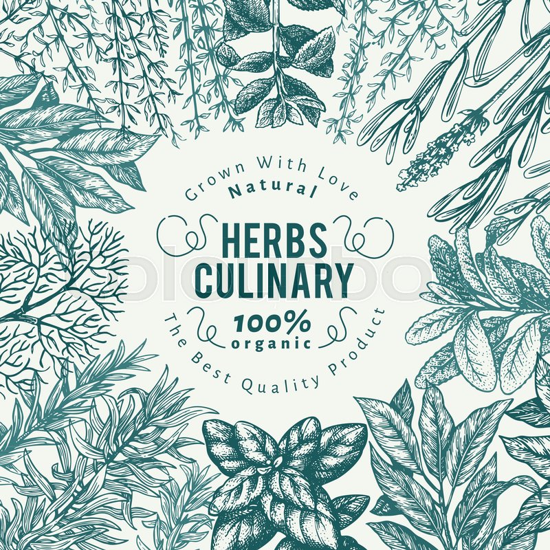 Culinary Herbs And Spices Banner Stock Vector Colourbox