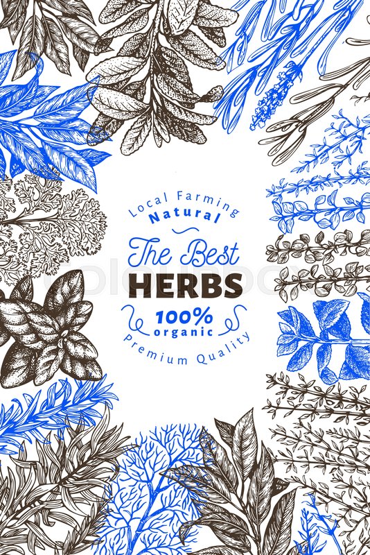 Culinary Herbs And Spices Banner Stock Vector Colourbox