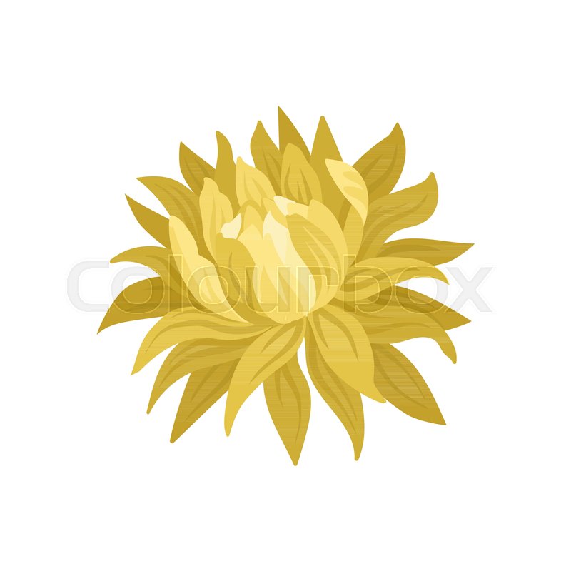 Beautiful Blooming Flower With Yellow Stock Vector Colourbox