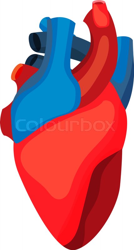 Human heart icon in cartoon style. | Stock vector | Colourbox Human heart icon in cartoon style. | Stock vector | Colourbox