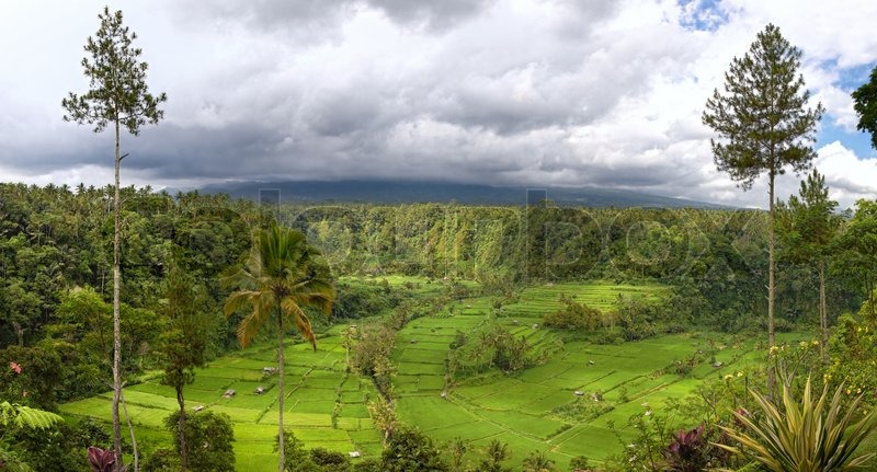 Panorama Tal mit Reisfeld Terrassen und | Stock Bild | Colourbox