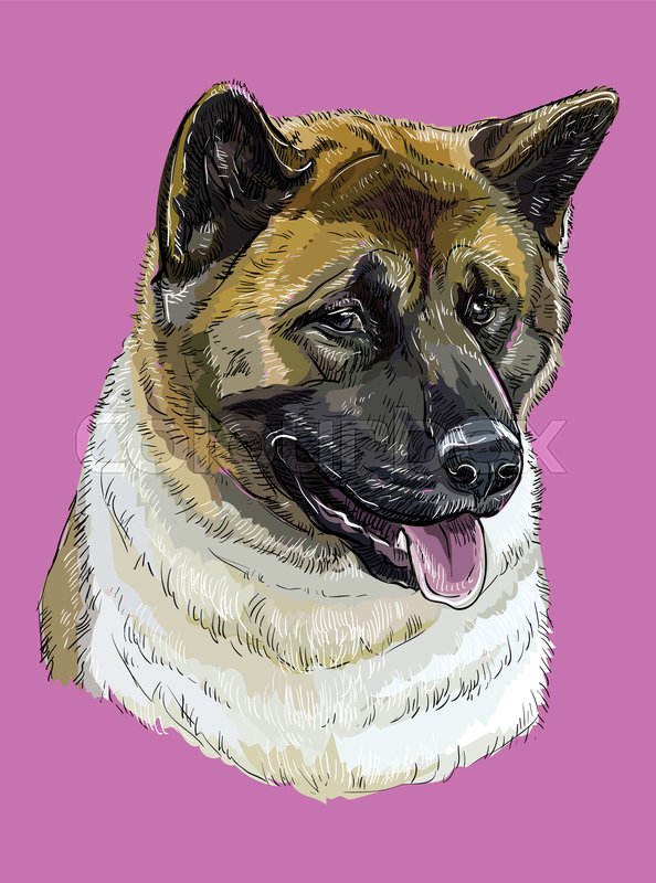 American akita vector hand drawing | Stock vector | Colourbox