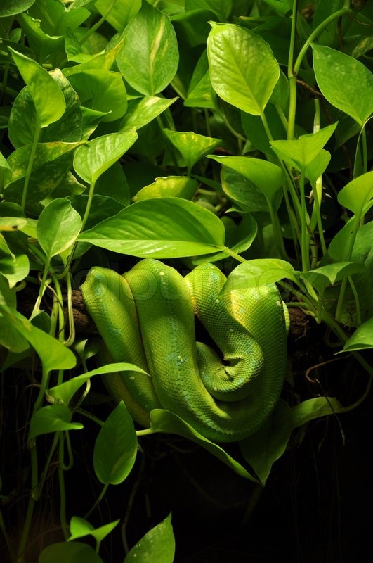 Green snake natural camouflage in ... | Stock image | Colourbox