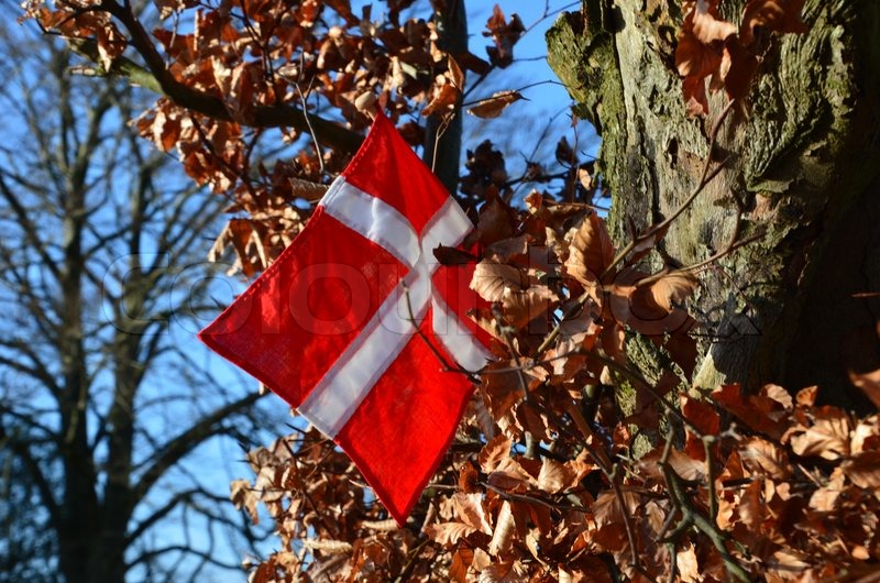 Dansk flag i hækken fejre fødselsesdag | Stock foto | Colourbox