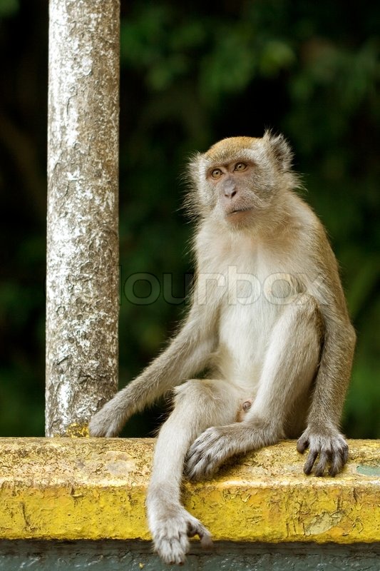 z cloud monkey a at rail  at Cynomolgus Stock  sitting Photo