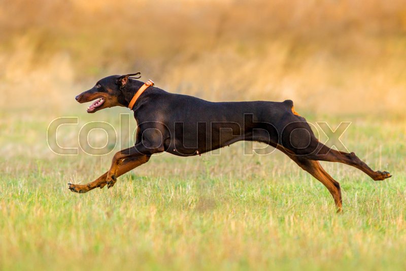 how fast can a doberman pinscher run
