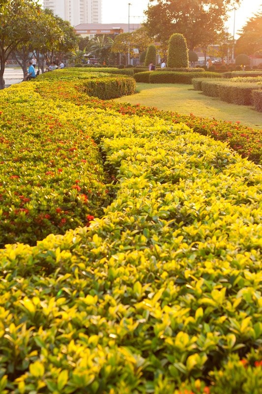 Baum Rasen im Park | Stock Bild | Colourbox