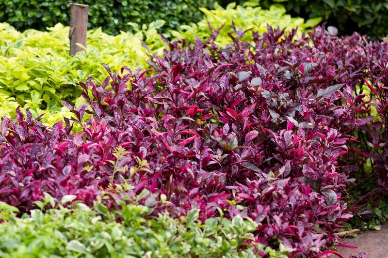colorful shrubs stock photo colourbox colorful shrubs stock photo colourbox