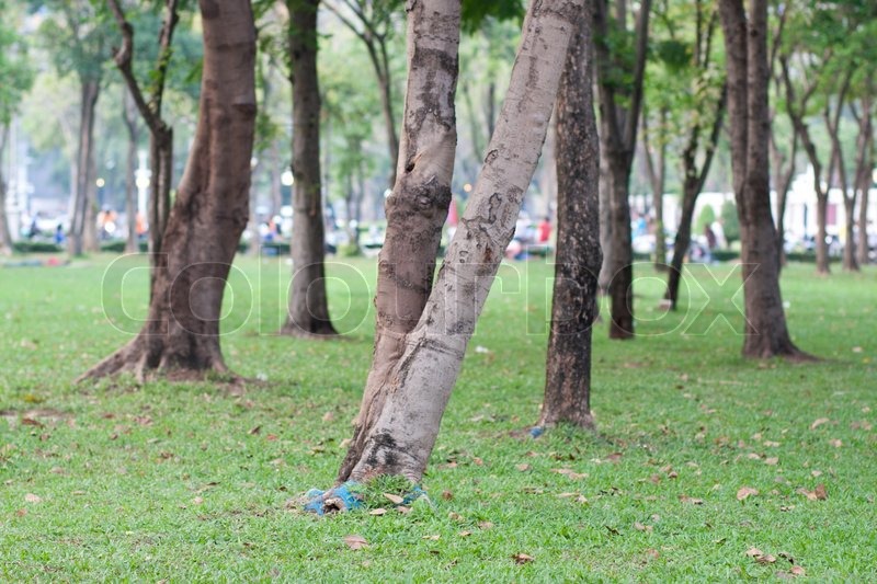 Die Bäume auf dem Rasen | Stock Bild | Colourbox
