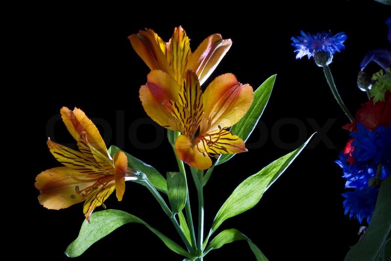 Flowers | Stock Photo | Colourbox