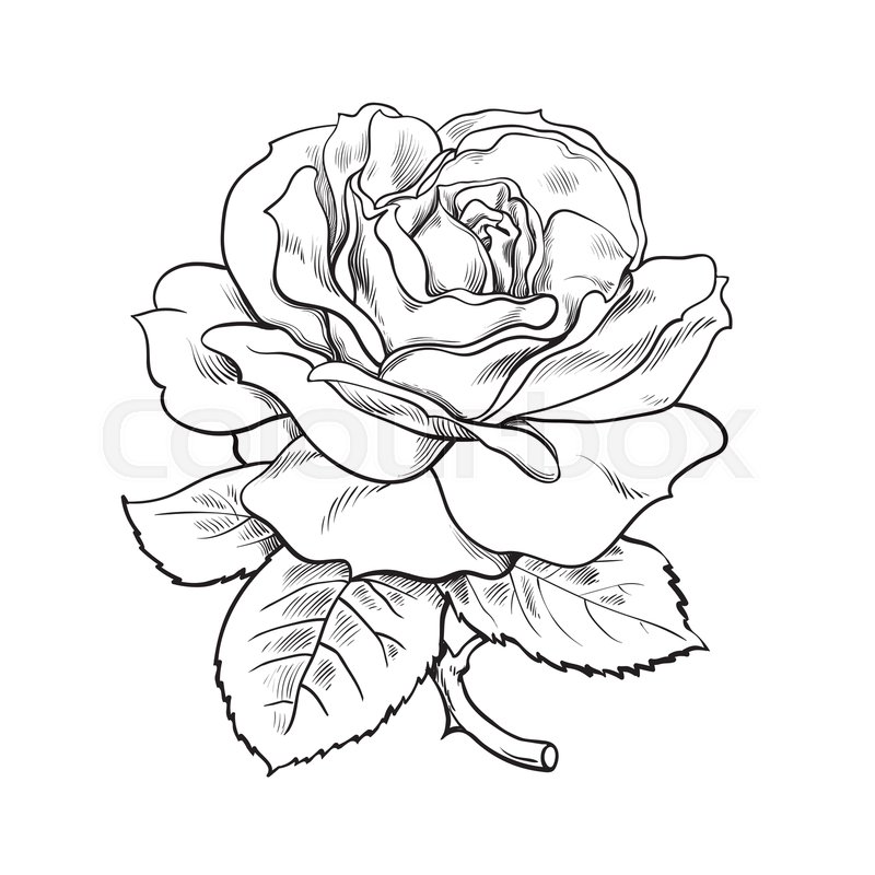 Hand drawn roses. Sketch rose flowers with buds, leaves and stems