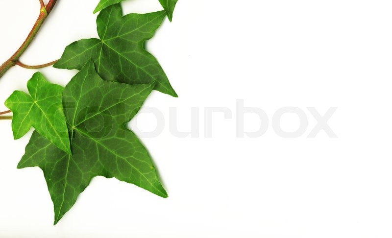 botanical green border made of ivy stock photo colourbox