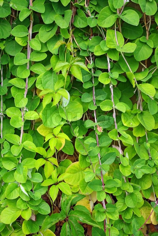 The Green Creeper Plant on the wall Stock Photo Colourbox