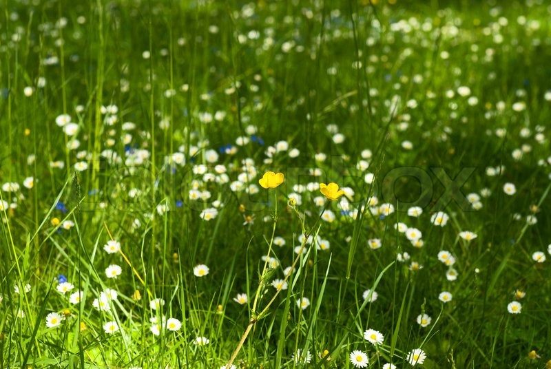 Field of green grass with small flowers | Stock image | Colourbox