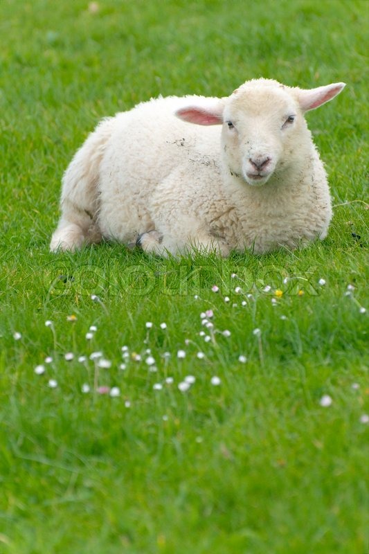 Овцы и козы. Ирландские овцы картинки. Ирландия овцы дорога. Овцеводство в ирландии. Овцы ирландии сумерки.