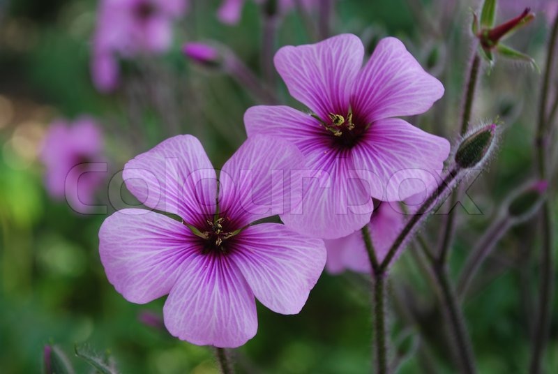 purple poppies on a park stock photo colourbox