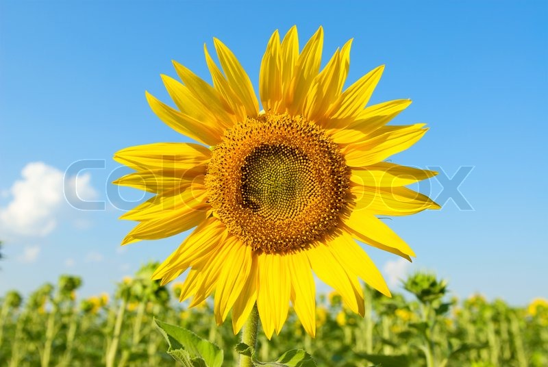 Sunflowers | Stock Bild | Colourbox