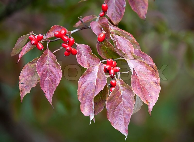 Tree branch with red leaves and berries stock image colourbox