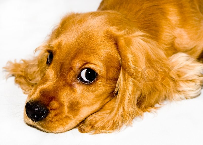 Puppy Cake Images Cocker Spaniel Puppy Cake Images Cocker Spaniel