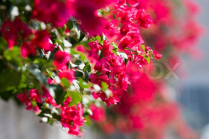 Beautiful flowers of Israel Stock image Colourbox
