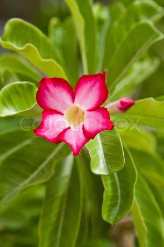 Beautiful flowers of Israel Stock image Colourbox