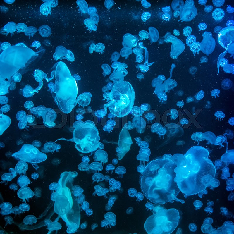 Jellyfish moving through water | Stock image | Colourbox Jellyfish moving through water | Stock image | Colourbox