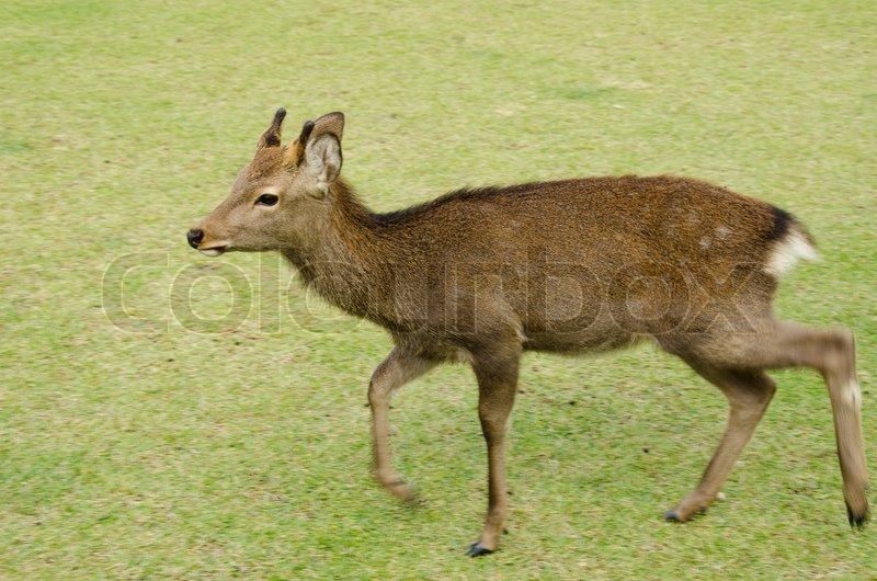young male deer