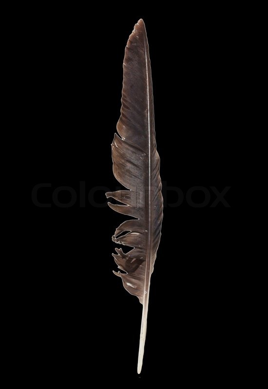 Crow feather on a black background | Stock Photo | Colourbox