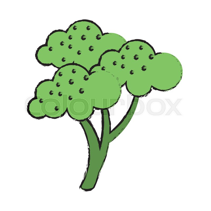 Broccoli Plant Drawing