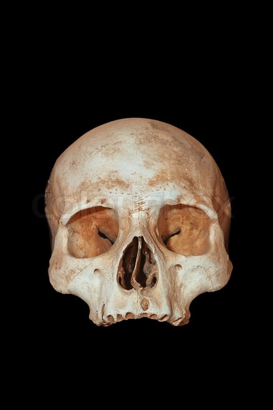 A human skull on a black background Stock Photo Colourbox
