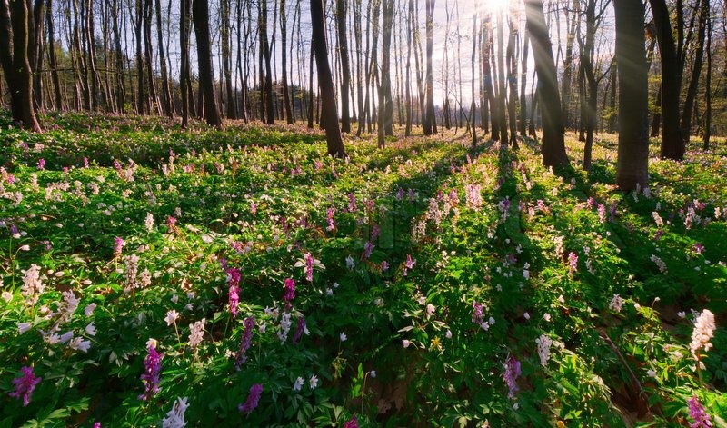 Beautiful Morning Landscape In The Stock Image Colourbox